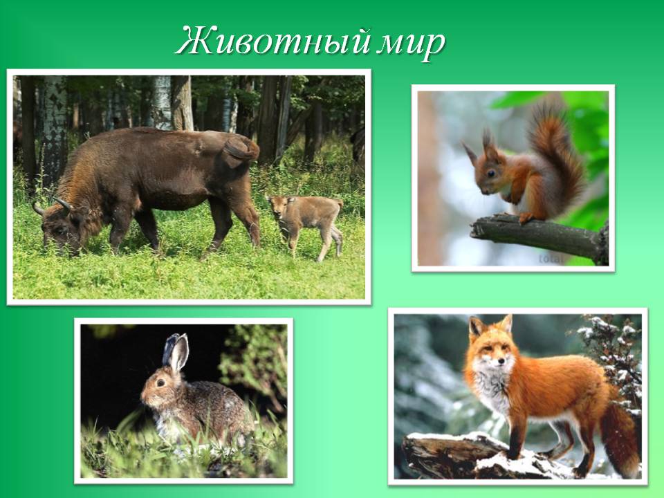 Животный мир