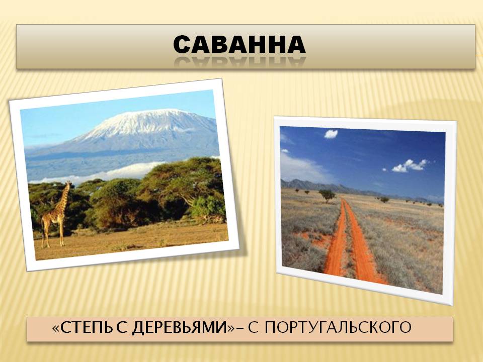Саванна