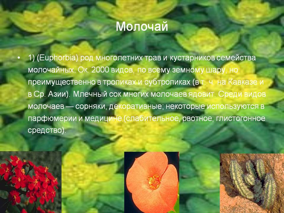 Молочай