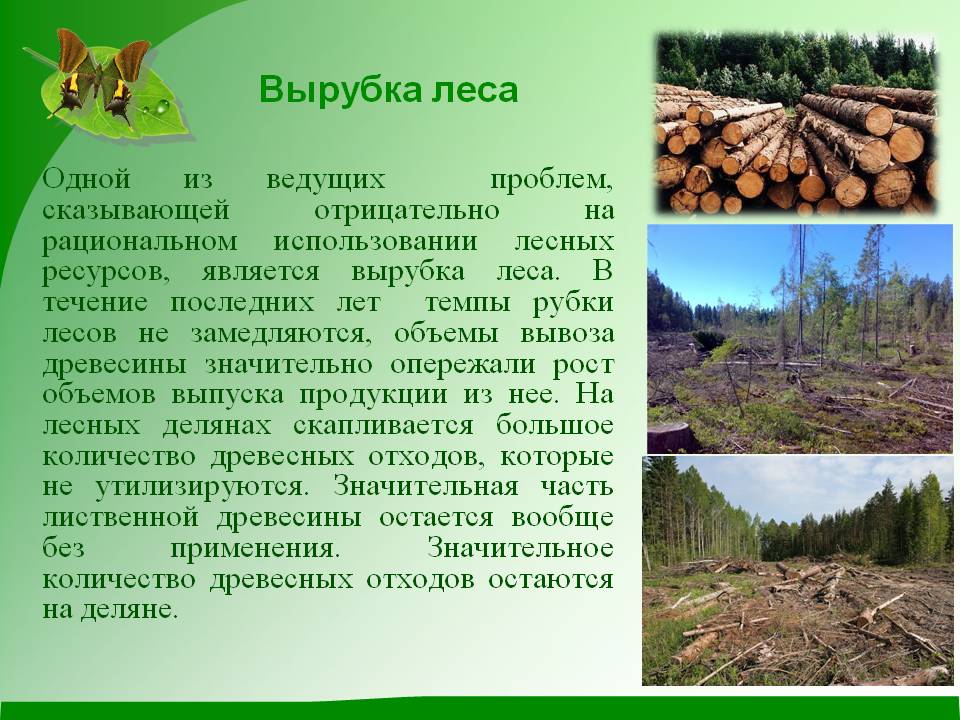 Вырубка леса
