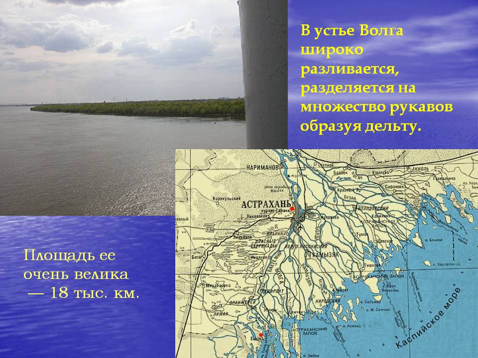 В устье Волга широко разливается, разделяется на множество рукавов