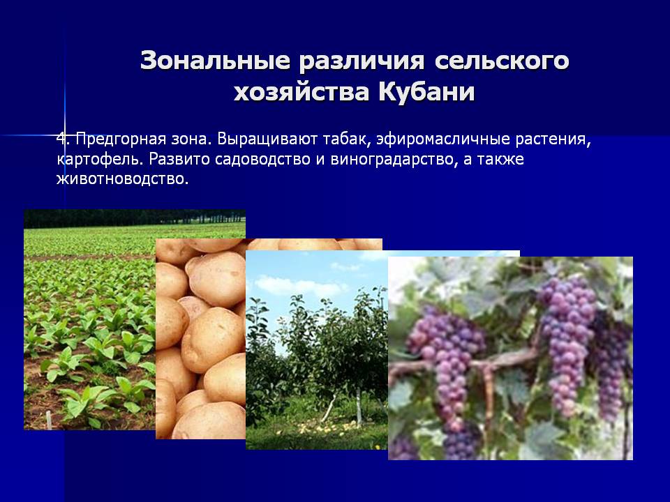 Зональные различия сельского хозяйства Кубани