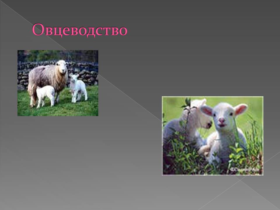 Овцеводство