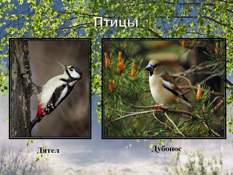 Птицы