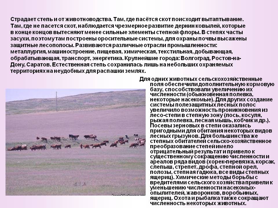 Скот