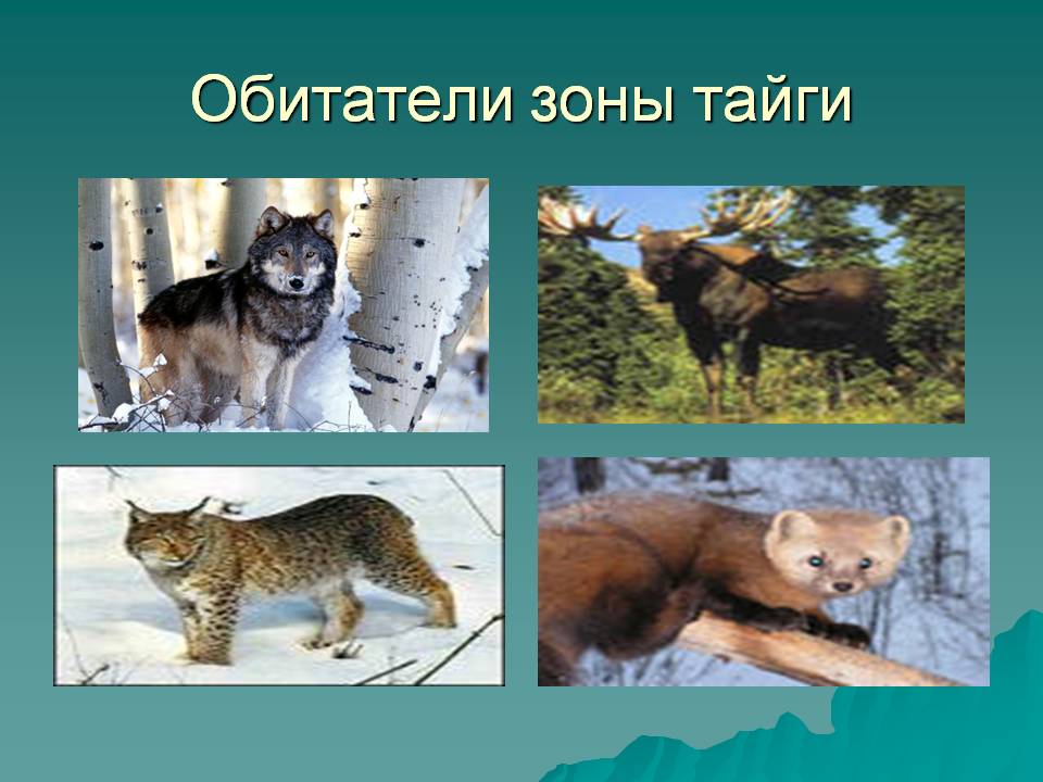 Обитатели зоны тайги