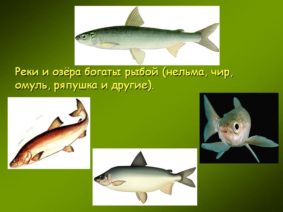 Реки и озёра богаты рыбой (нельма, чир, омуль, ряпушка и другие)