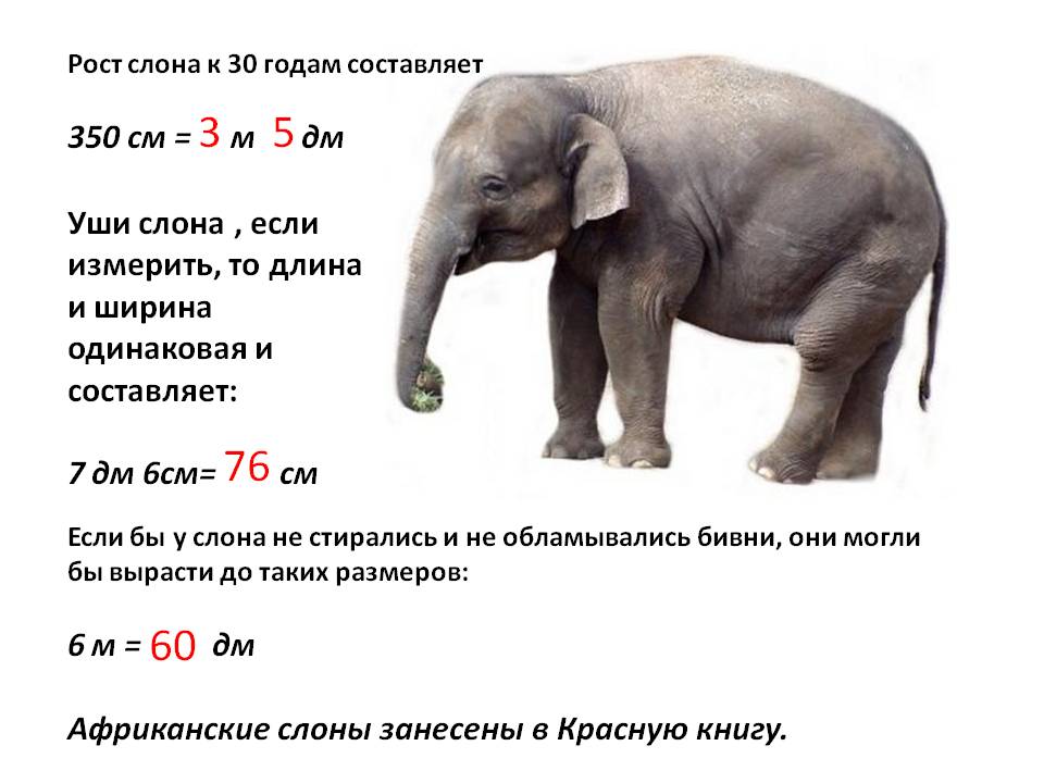 Рост слона