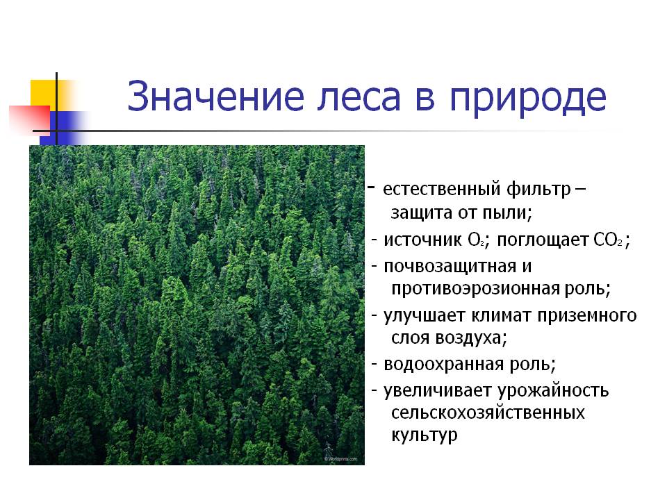 Значение леса в природе