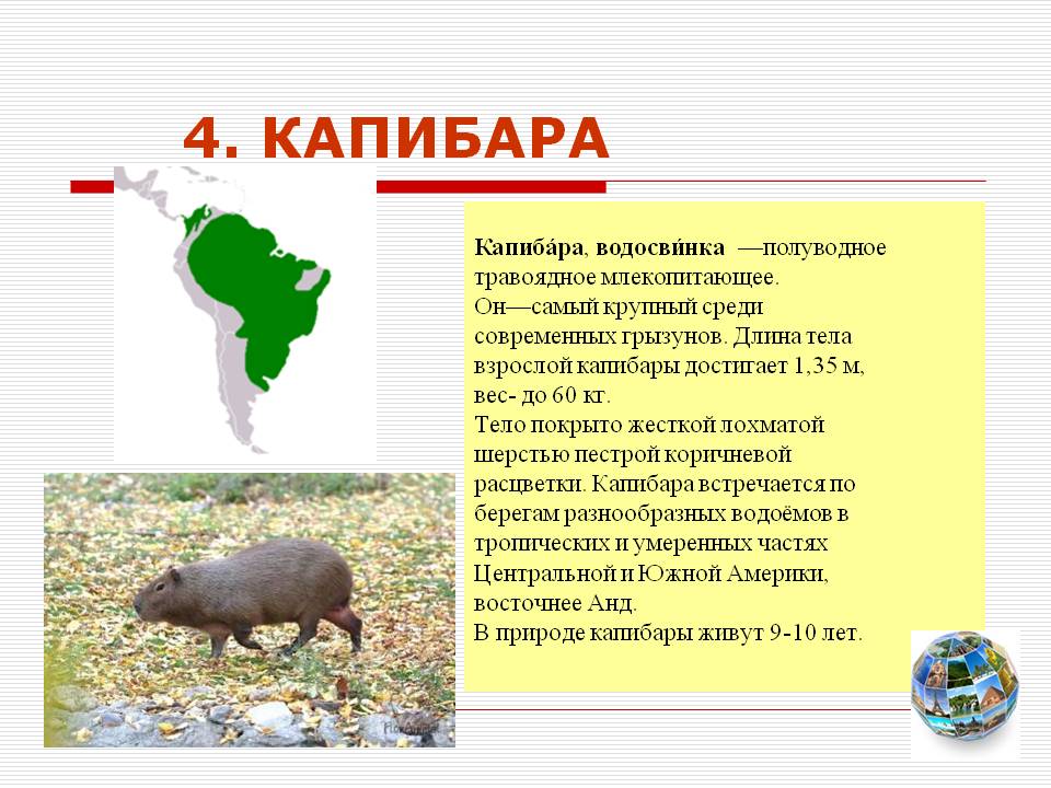 Капибара