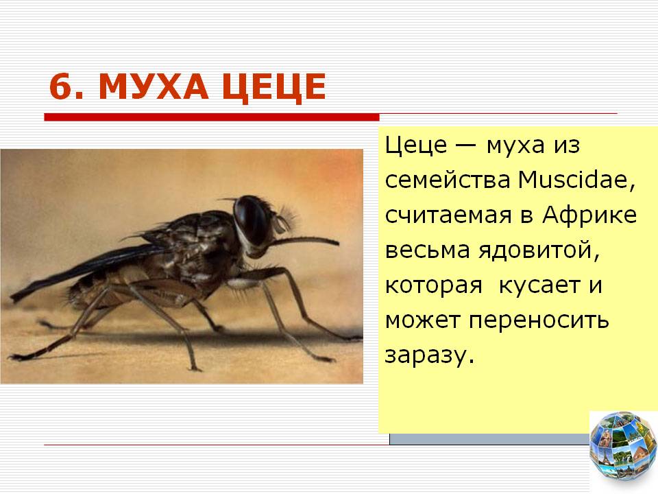 Муха цеце