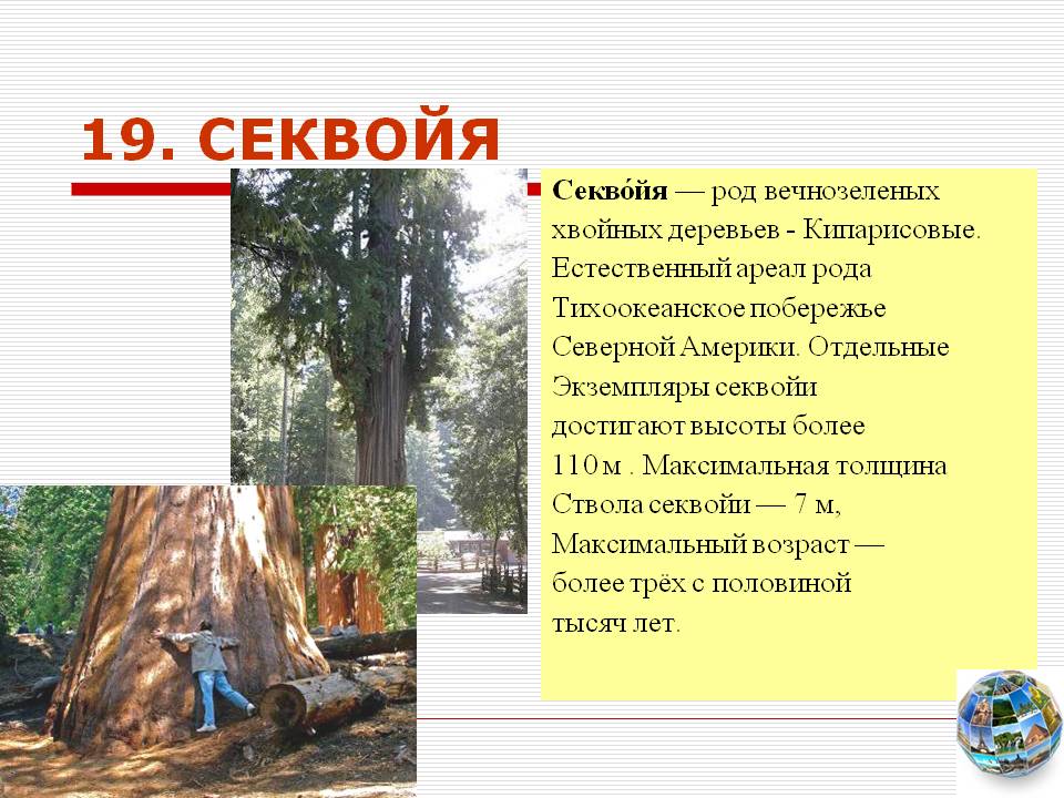 Секвойя