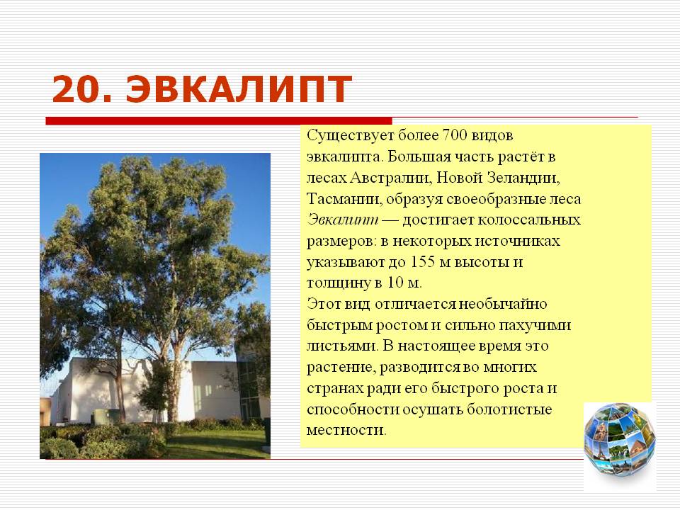 Эвкалипт