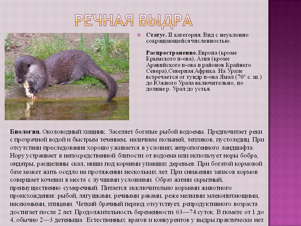 Речная выдра