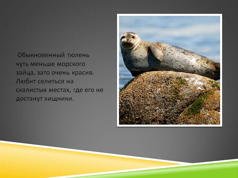Обыкновенный тюлень чуть меньше морского зайца, зато очень красив