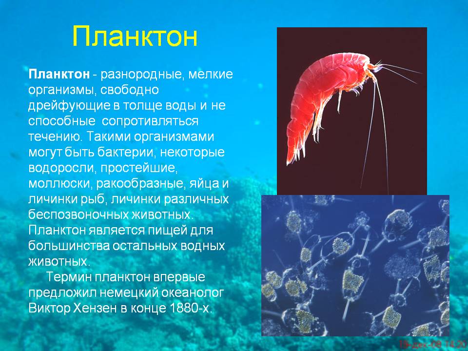 Планктон
