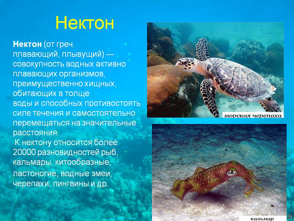 Нектон