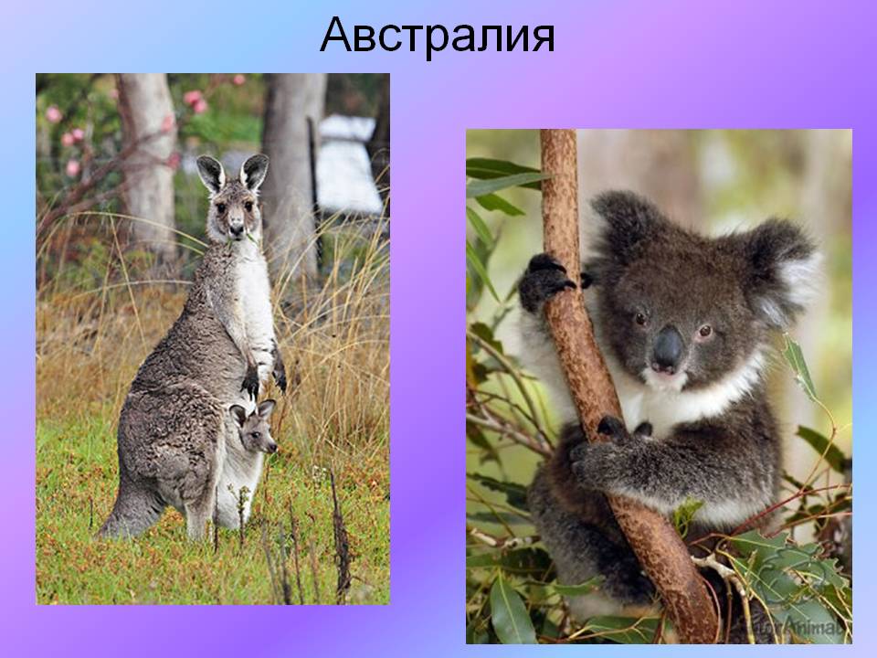 Австралия