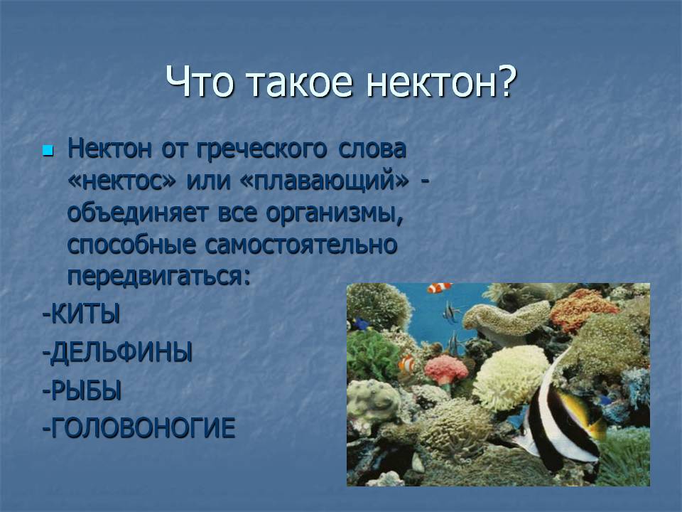 Что такое нектон