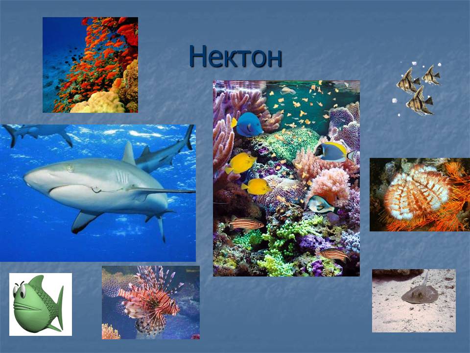 Нектон