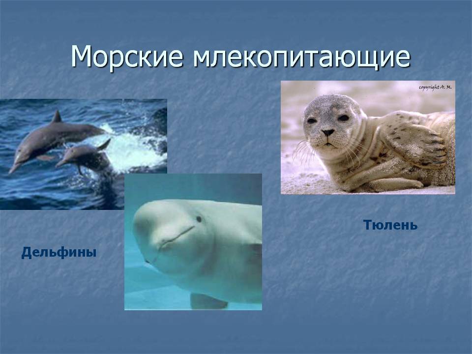 Морские млекопитающие