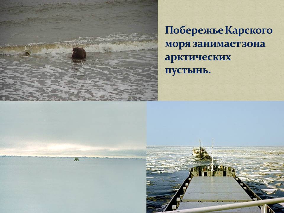Побережье Карского моря занимает зона арктических пустынь