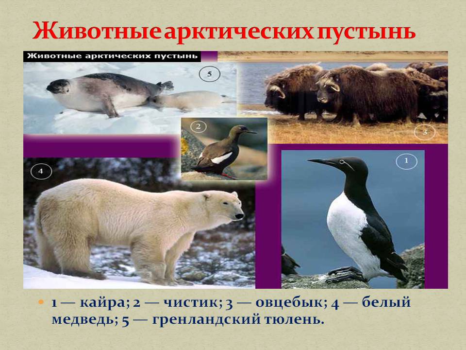Животные арктических пустынь