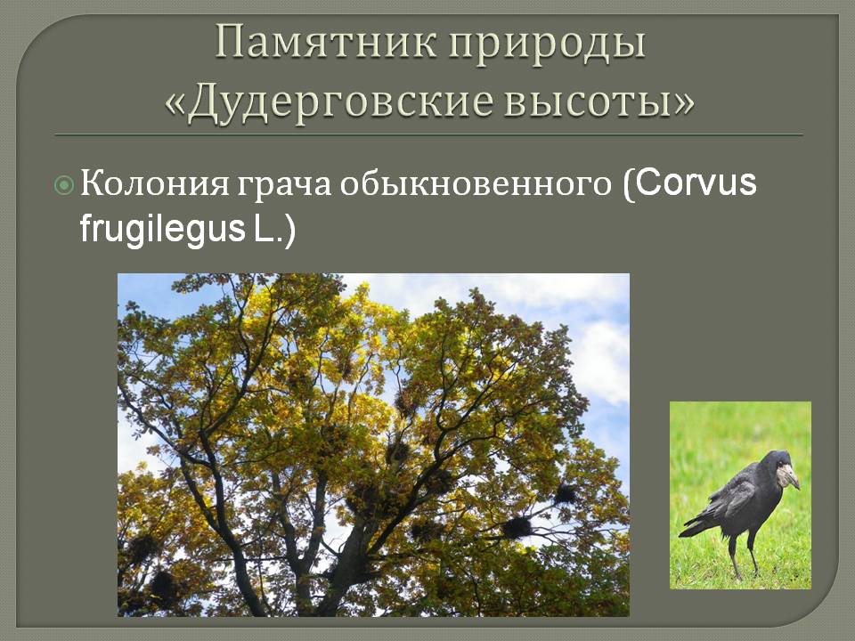 Колония грача обыкновенного