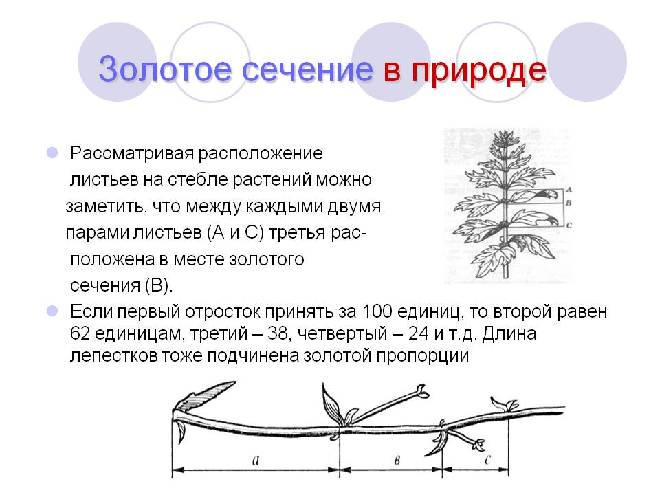 Расположение листьев на стебле растений