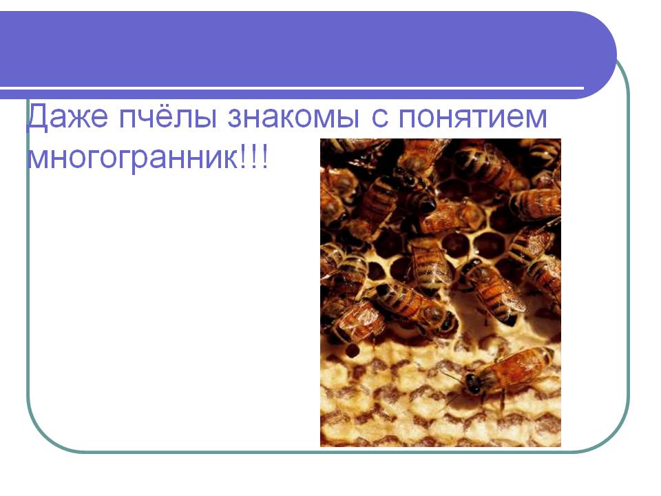Пчёлы