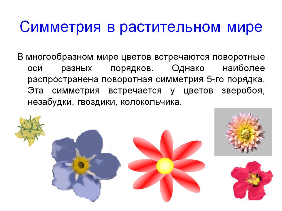 Симметрия в растительном мире
