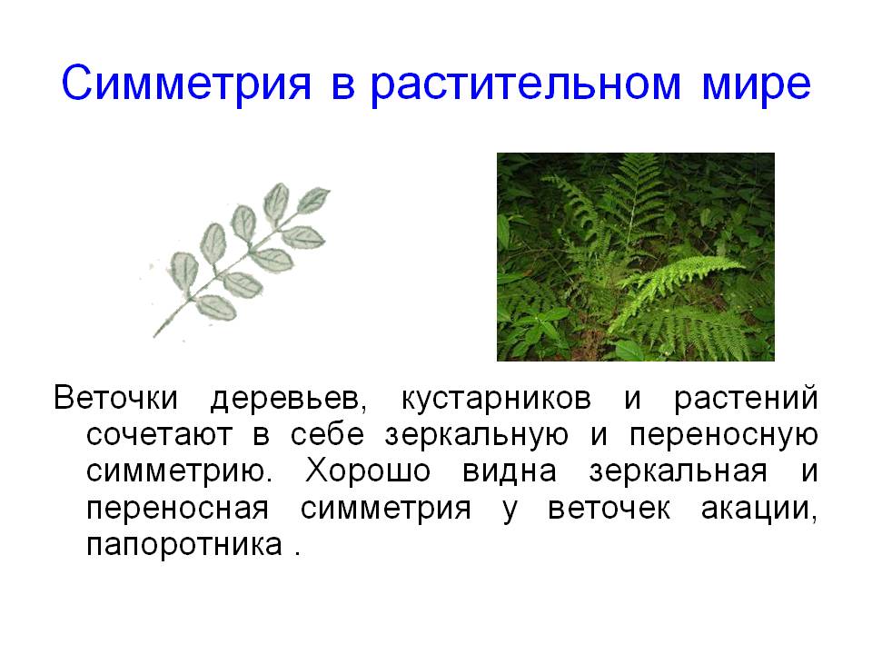 Симметрия в растительном мире