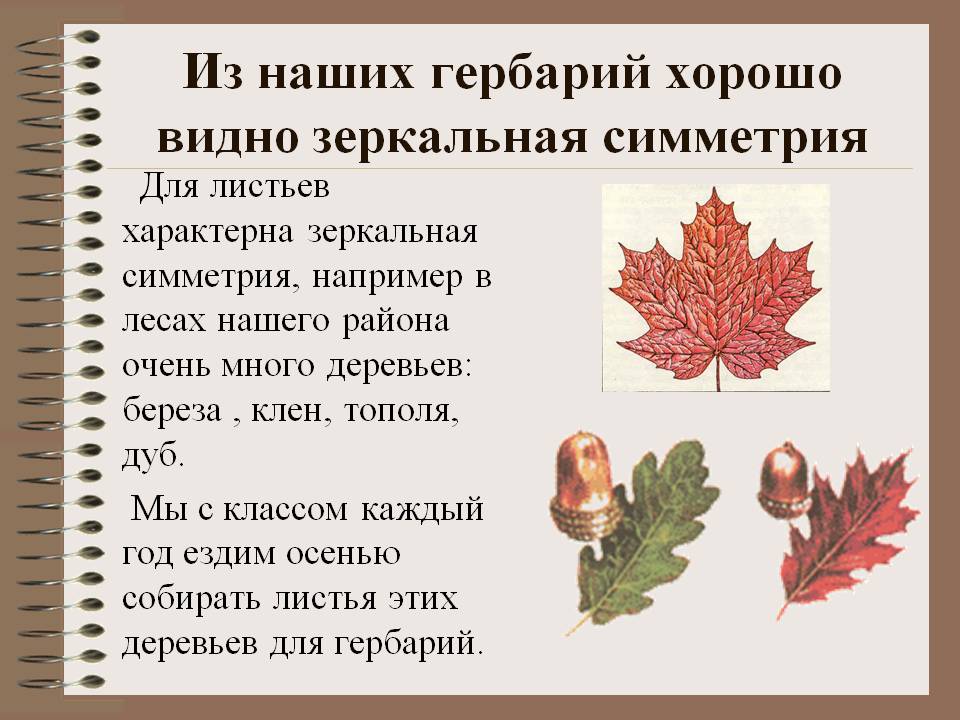 Для листьев характерна зеркальная симметрия