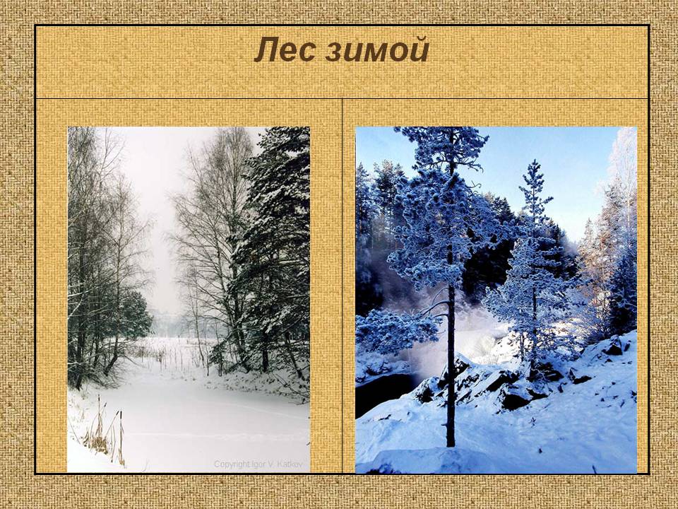 Зимний лес