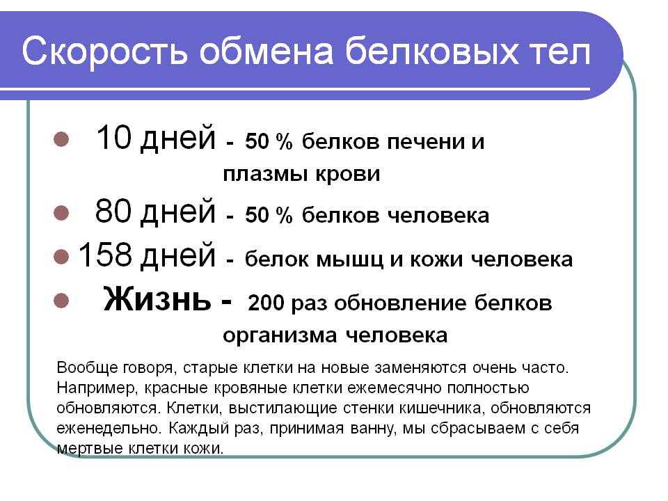 Скорость обмена белковых тел
