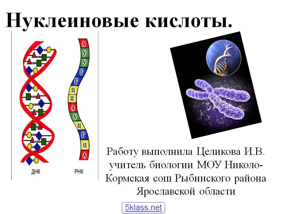 Нуклеиновые кислоты