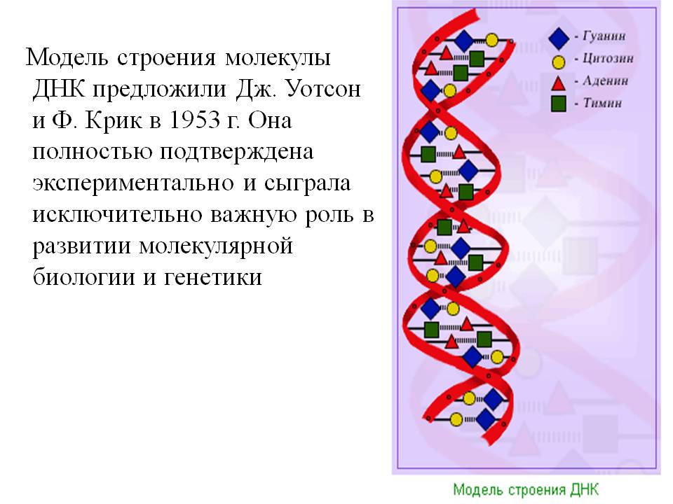 Модель строения молекулы ДНК