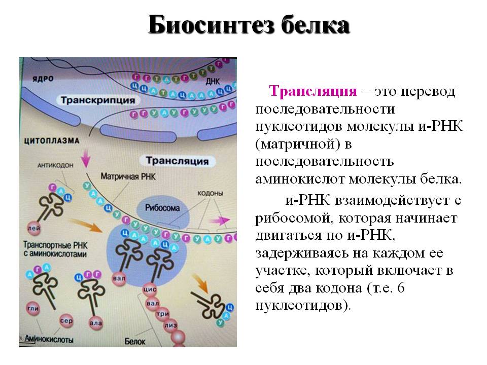 Биосинтез белка