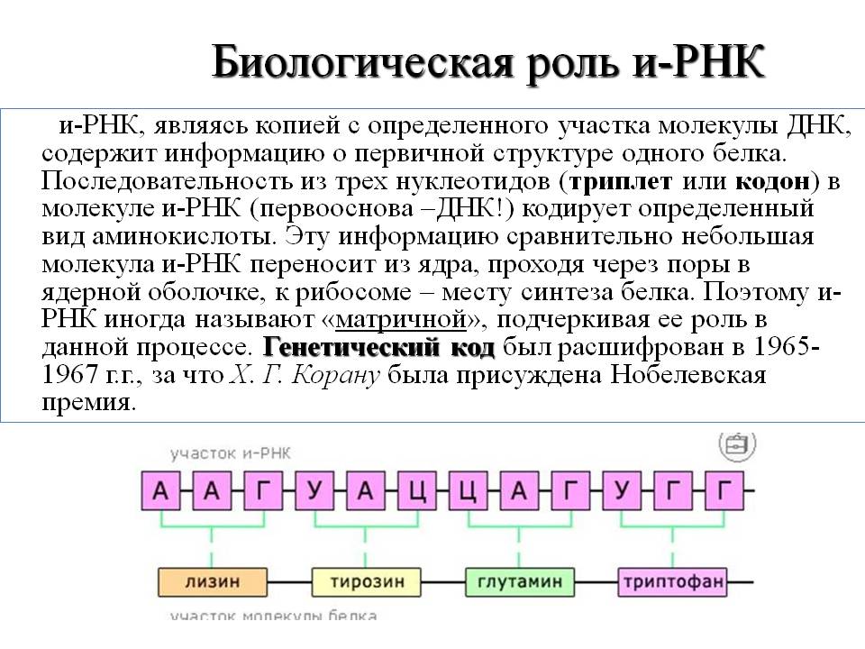Биологическая роль и-РНК