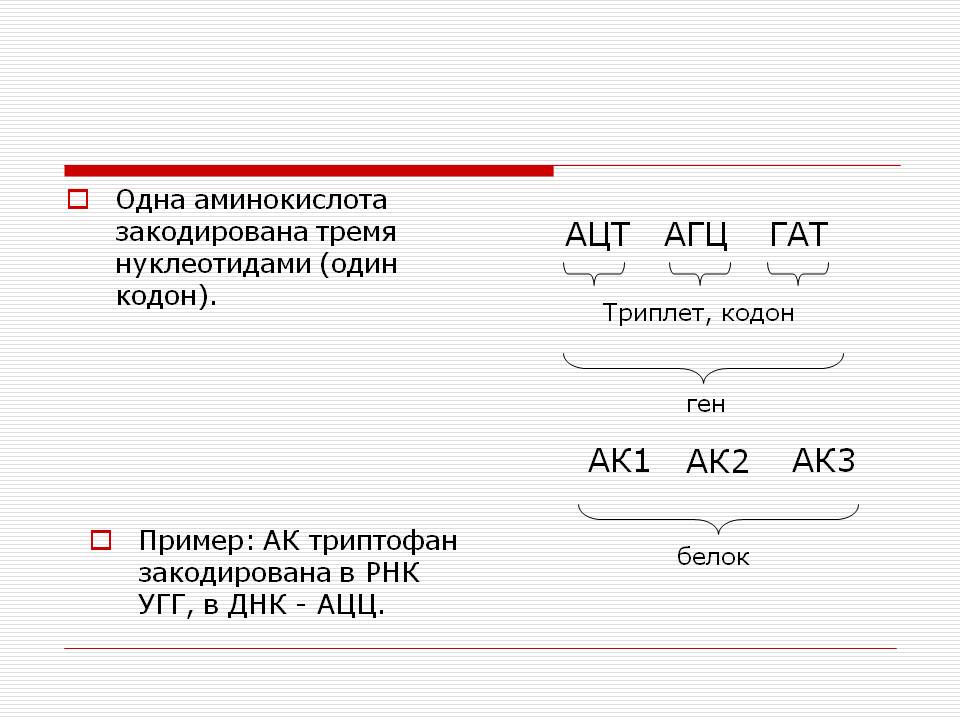 Аминокислота закодирована тремя нуклеотидами