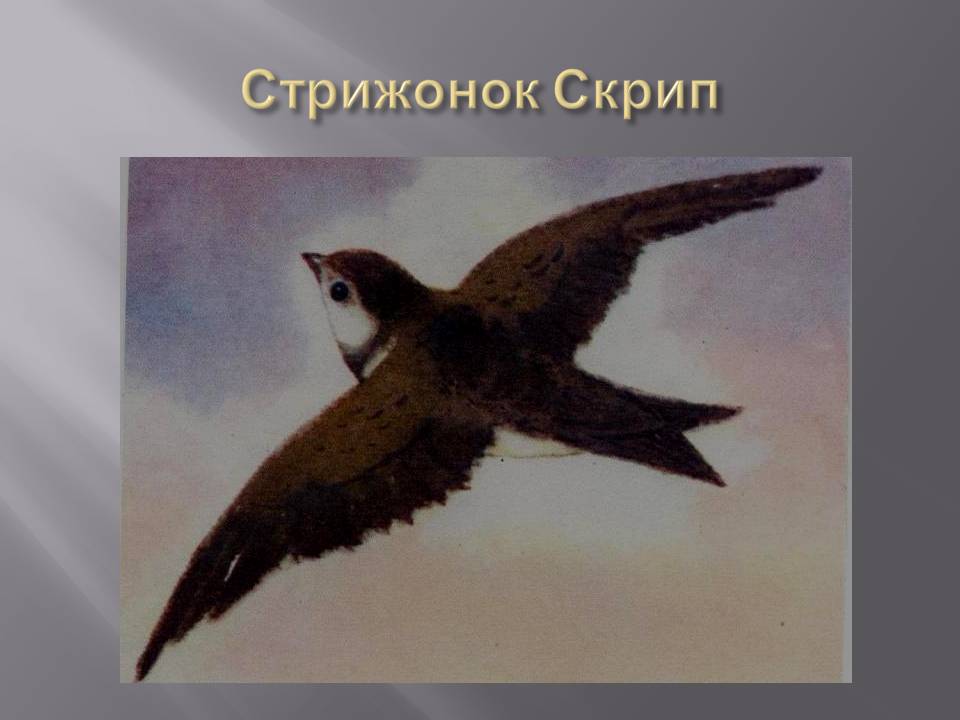 Стрижонок Скрип Стрижонок Скрип