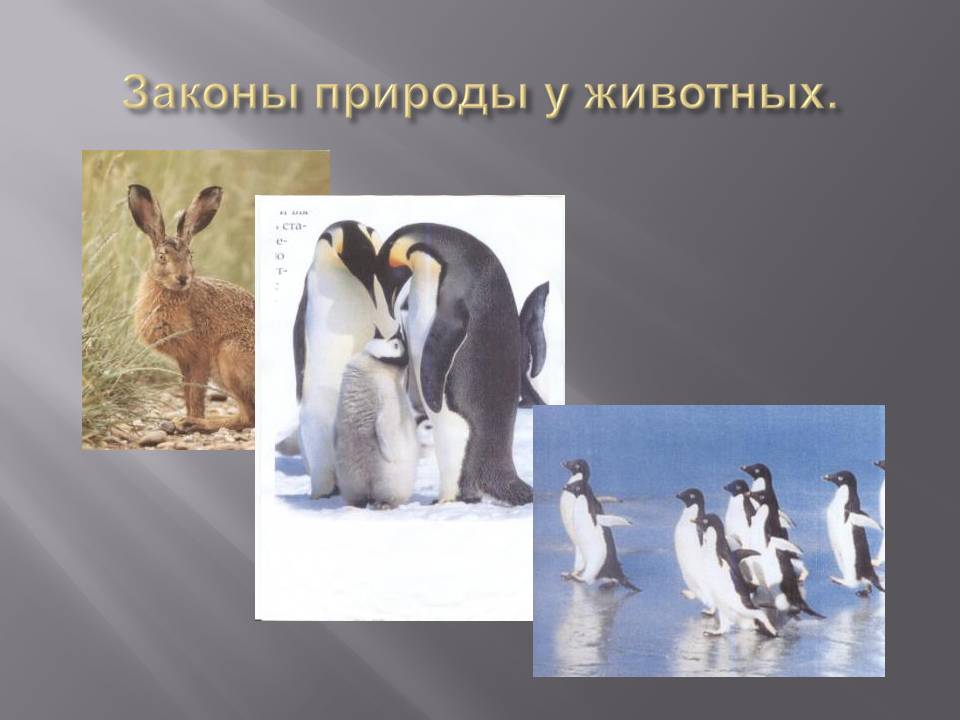 Законы природы у животных Законы природы у животных