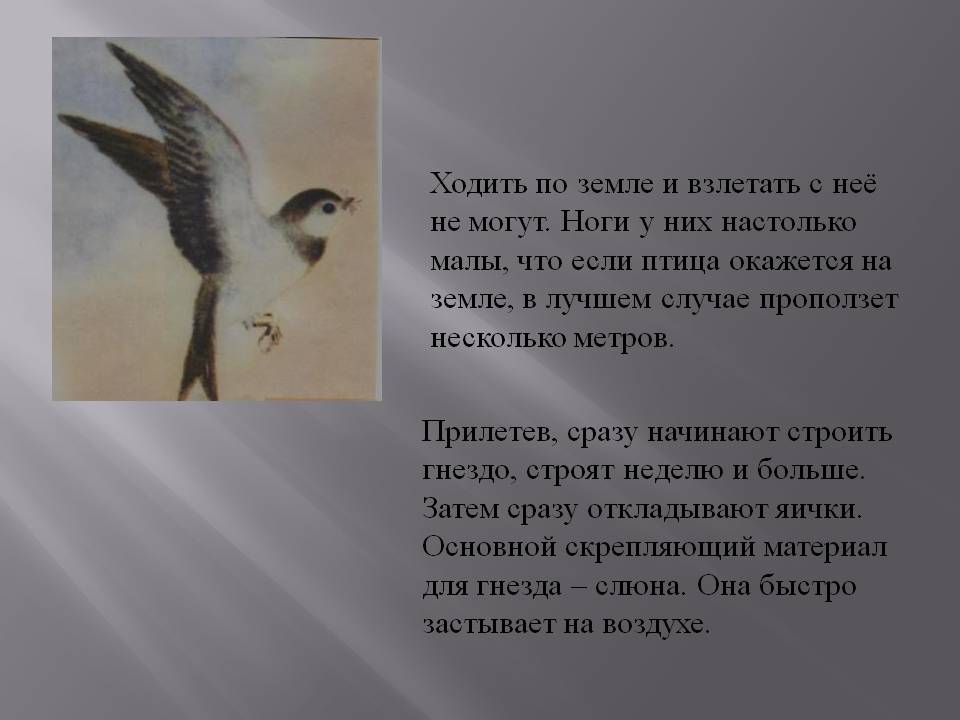 Ходить по земле и взлетать с неё не могут Ходить по земле и взлетать с неё не могут