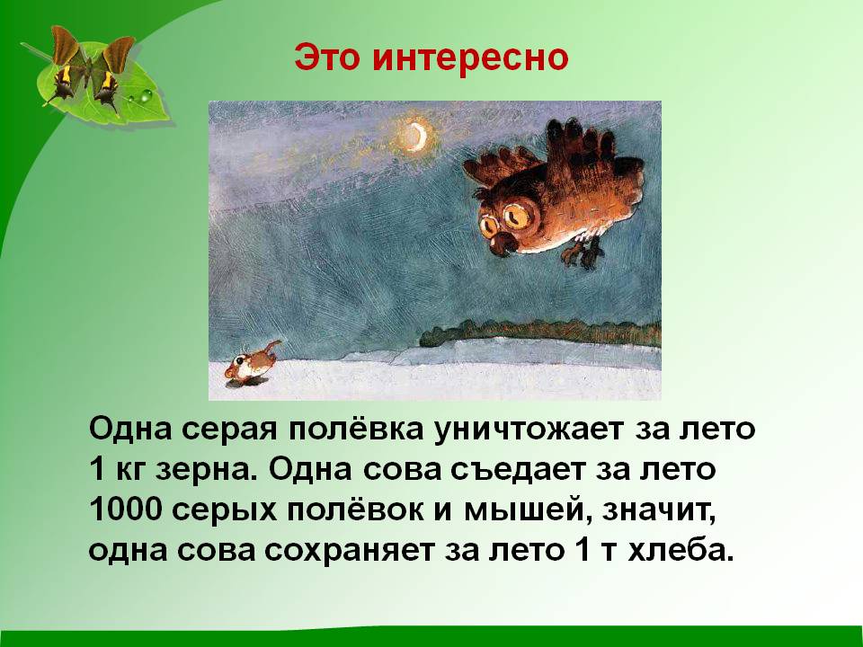 Серая полёвка