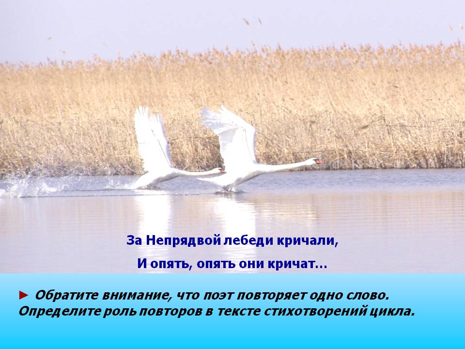 За Непрядвой лебеди кричали, И опять, опять они кричат…