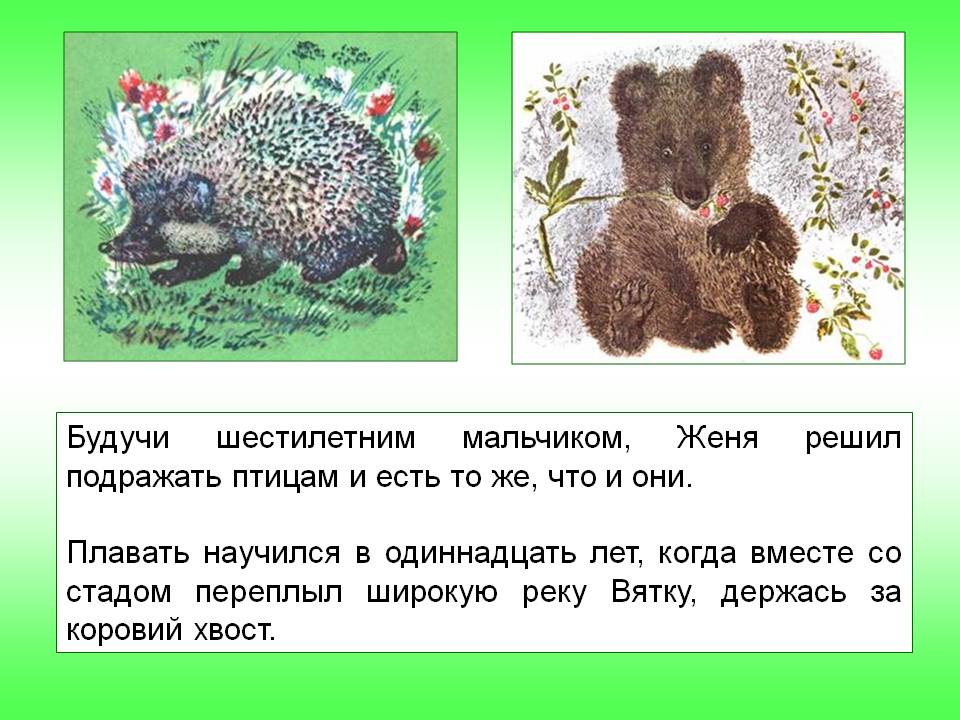 Коровий хвост
