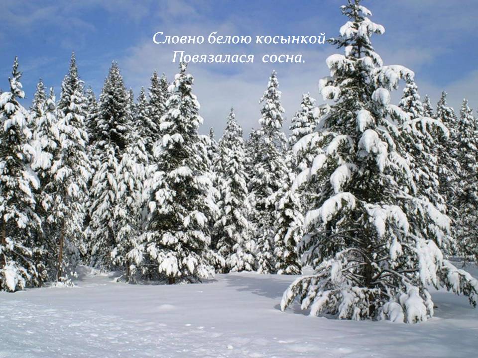 Словно белою косынкой Повязалася сосна