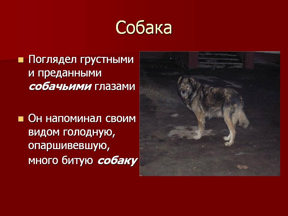 Собака