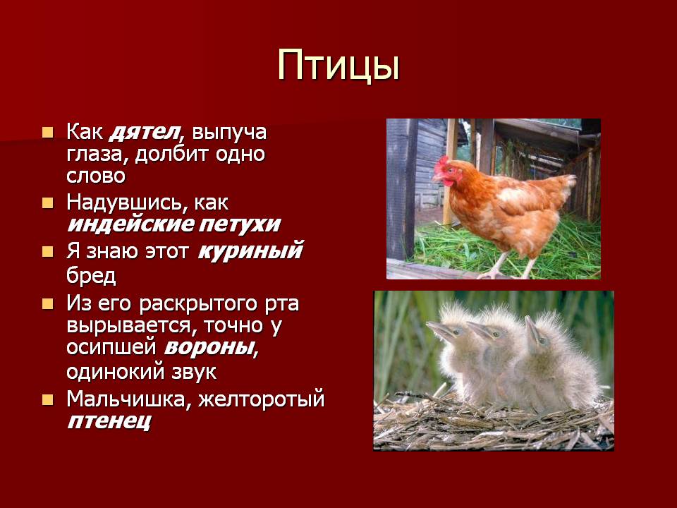 Птицы