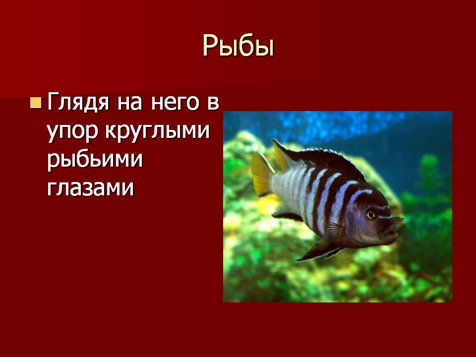 Рыбы